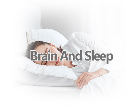 Brain And Sleep